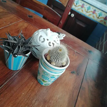 Girasolearuna *